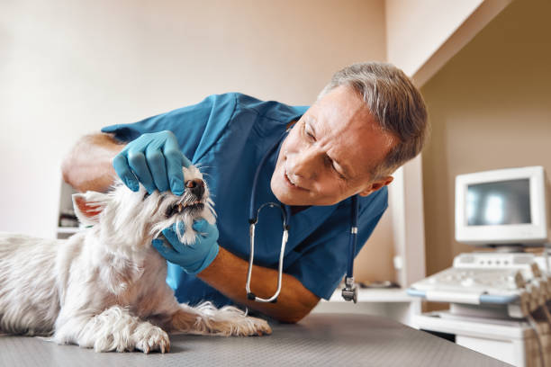 Best Emergency Dental Care for Broken or Chipped Teeth in Lifornia City, CA